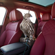 Illustration for article titled At Long Last: Bentley Makes A Bentayga For Falconry